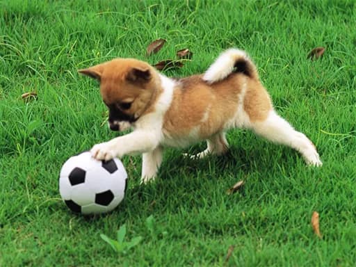 Oynak Yavru Köpek Dış Mekan Bulmacası